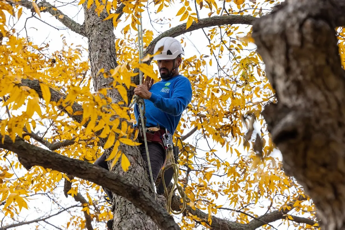 Skilled Tree Transplanting crew working in Whiterocks